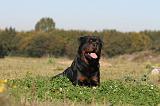 ROTTWEILER 132